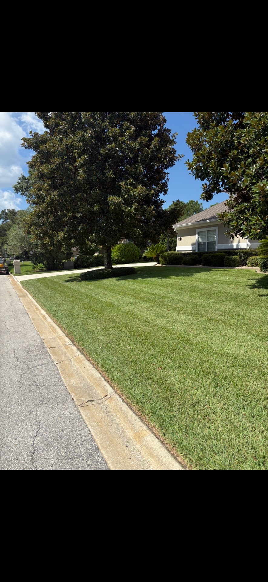Striped lawn mowing along curbside with magnolia tree and manicured hedges